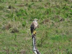 Image of Fiji Goshawk