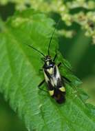 Image of Grypocoris sexguttatus (Fabricius 1777)