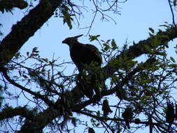 Spizaetus ornatus (Daudin 1800) resmi