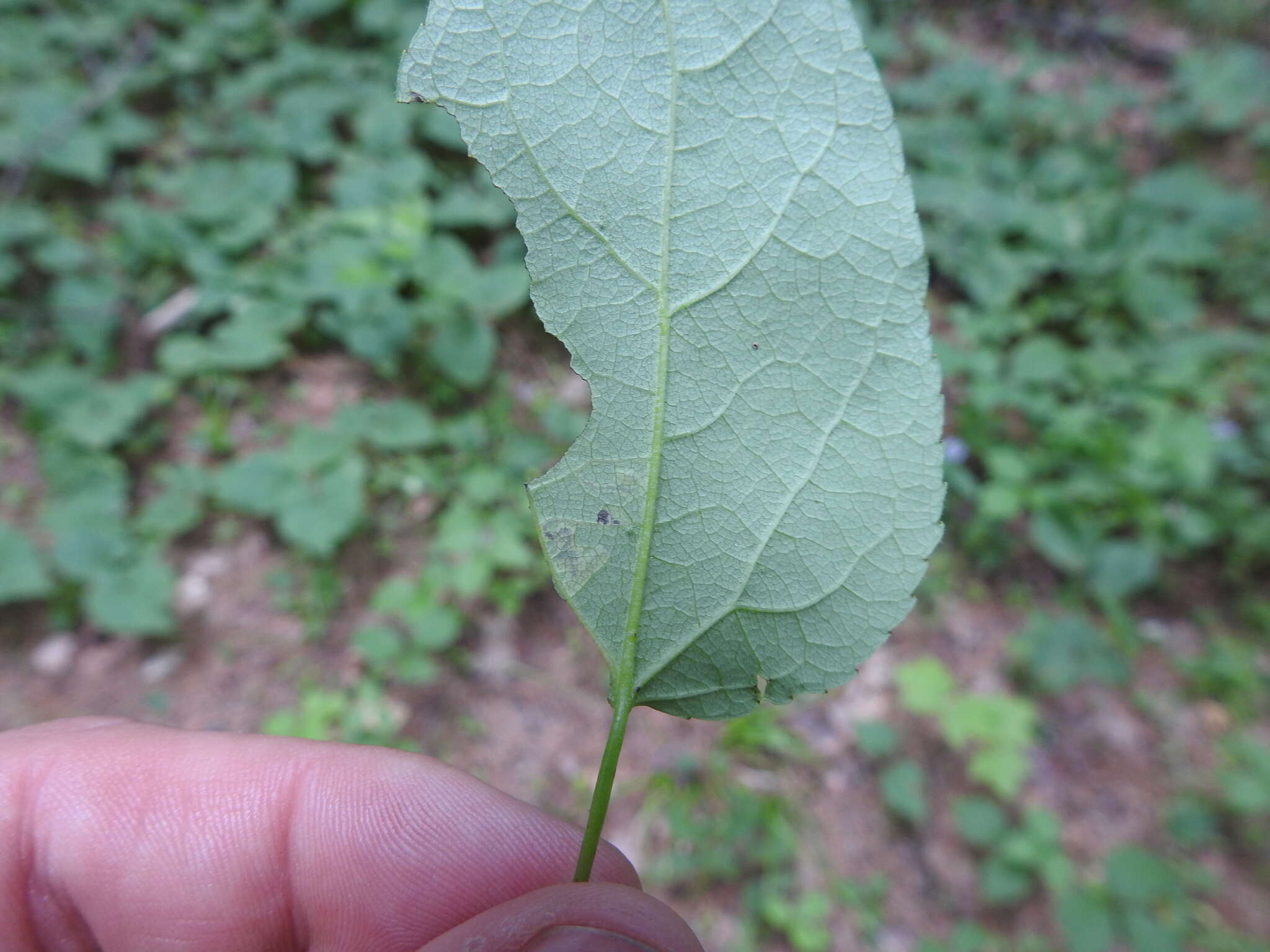 Image of Stigmella populetorum (Frey & Boll 1878) Wilkinson et al. 1979