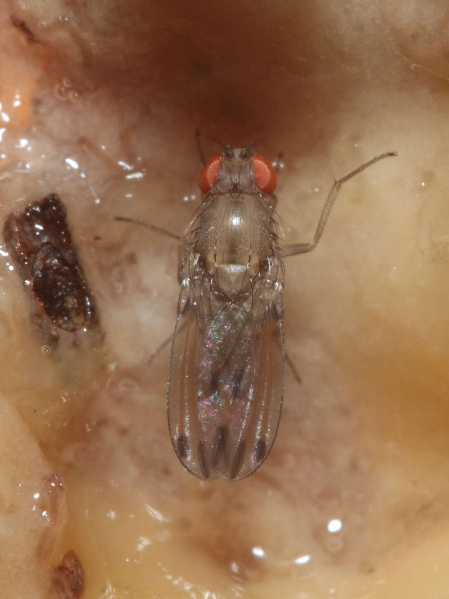 Image of Drosophila paucicilia Hardy & Kaneshiro 1971