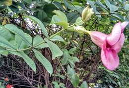 Image of purple allamanda