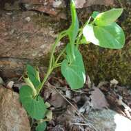 Image de Aristolochia pallida Willd.