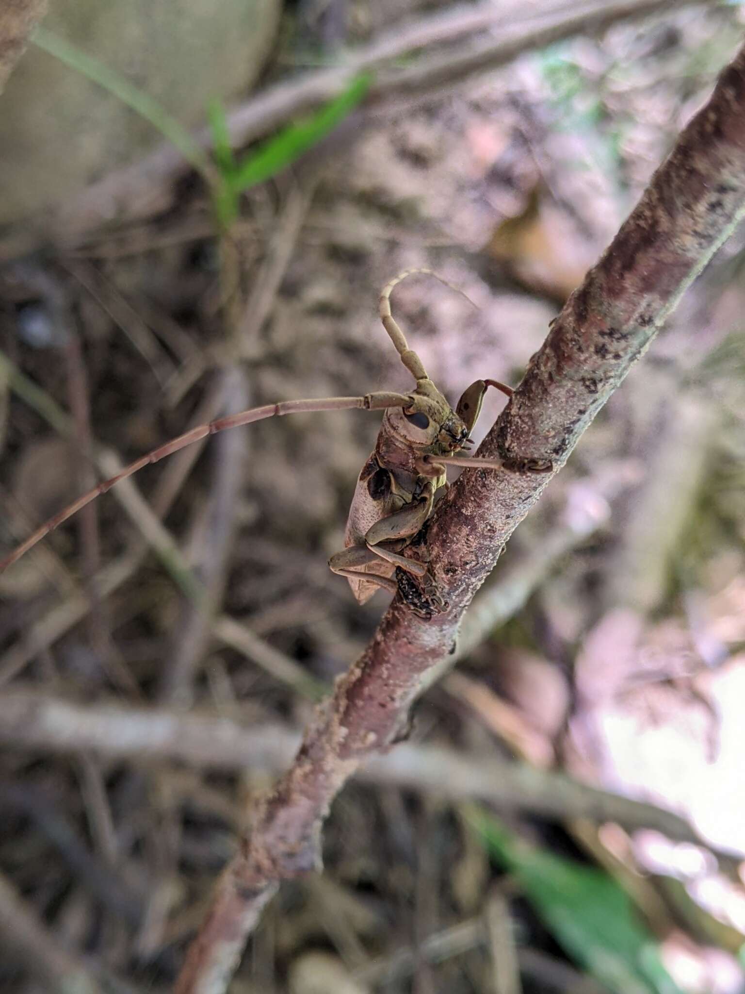 Image of Acalolepta sublusca maculihumera (Matsushita 1933)