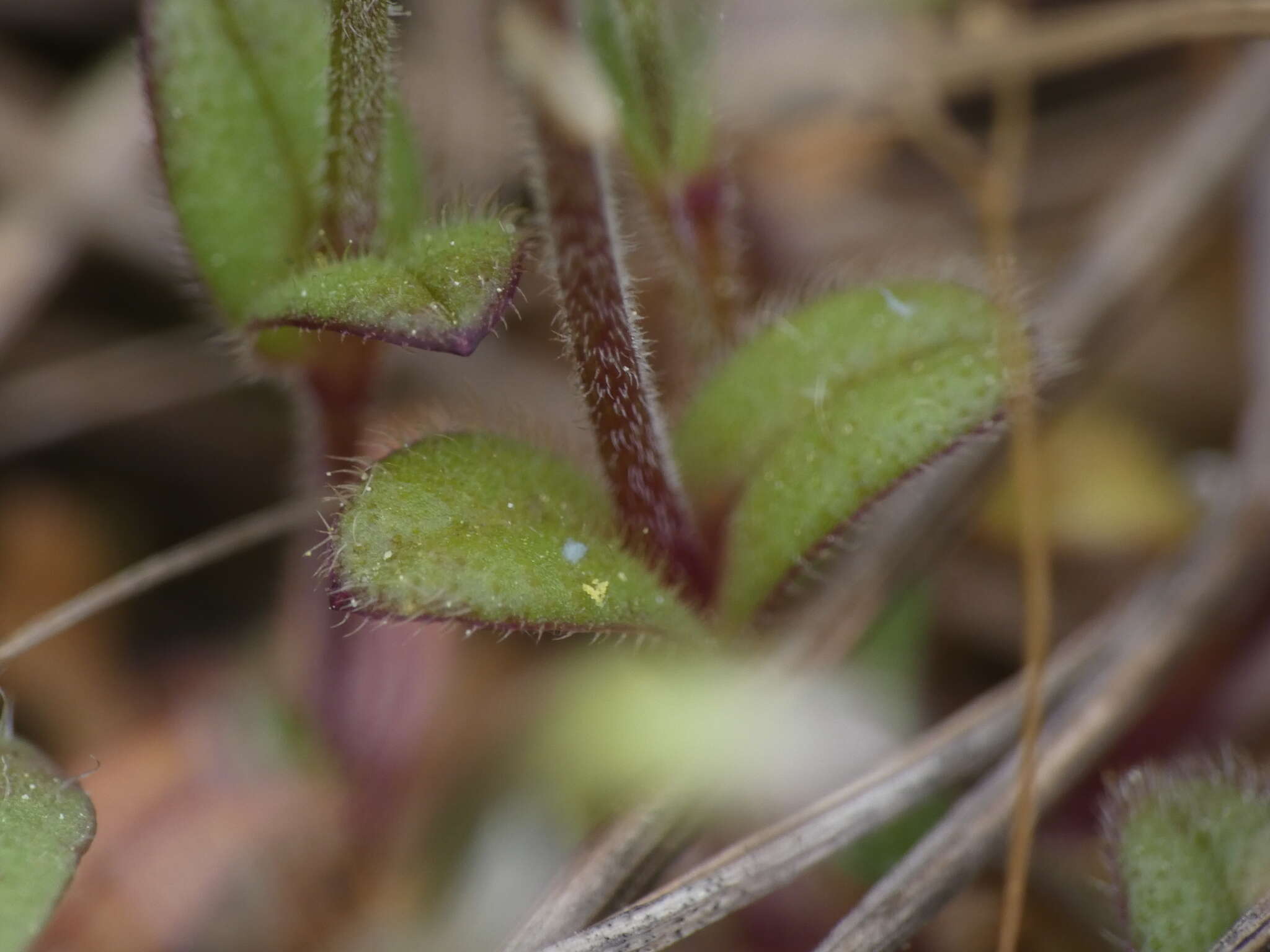 Image of European chickweed