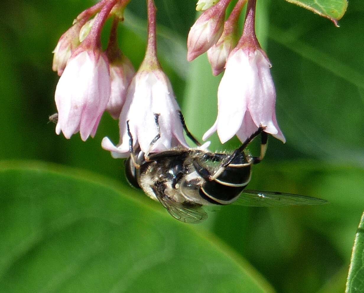 Image of Eristalis dimidiata Wiedemann 1830