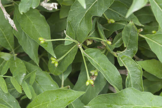 Lonicera heterophylla Decne. resmi