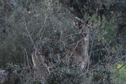 Image of Mesopotamian Fallow Deer