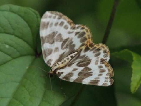 Plancia ëd Gandaritis whitelyi (Butler 1878)