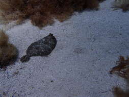 Image of Wide-eyed Flounder