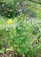 Image of tacky phacelia