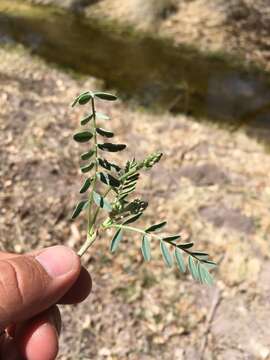 Image of sheep milkvetch