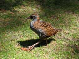 Image of Gallirallus australis greyi (Buller 1888)