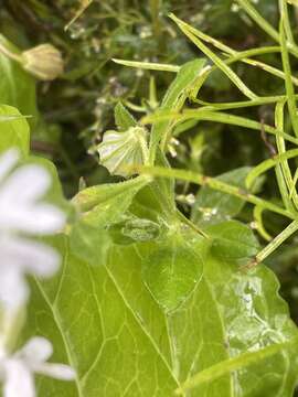 Image of nodding catchfly