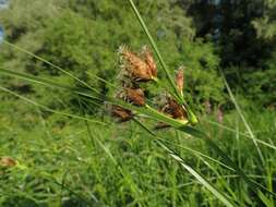 Imagem de Bolboschoenus laticarpus Marhold, Hroudová, Duchácek & Zákr.