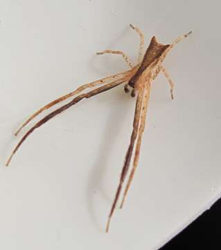 Image of Long-legged Crab Spider