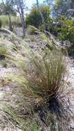 Image de Aristida rufescens Steud.