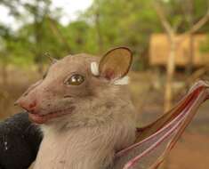 Image of Peters's Epauletted Fruit Bat