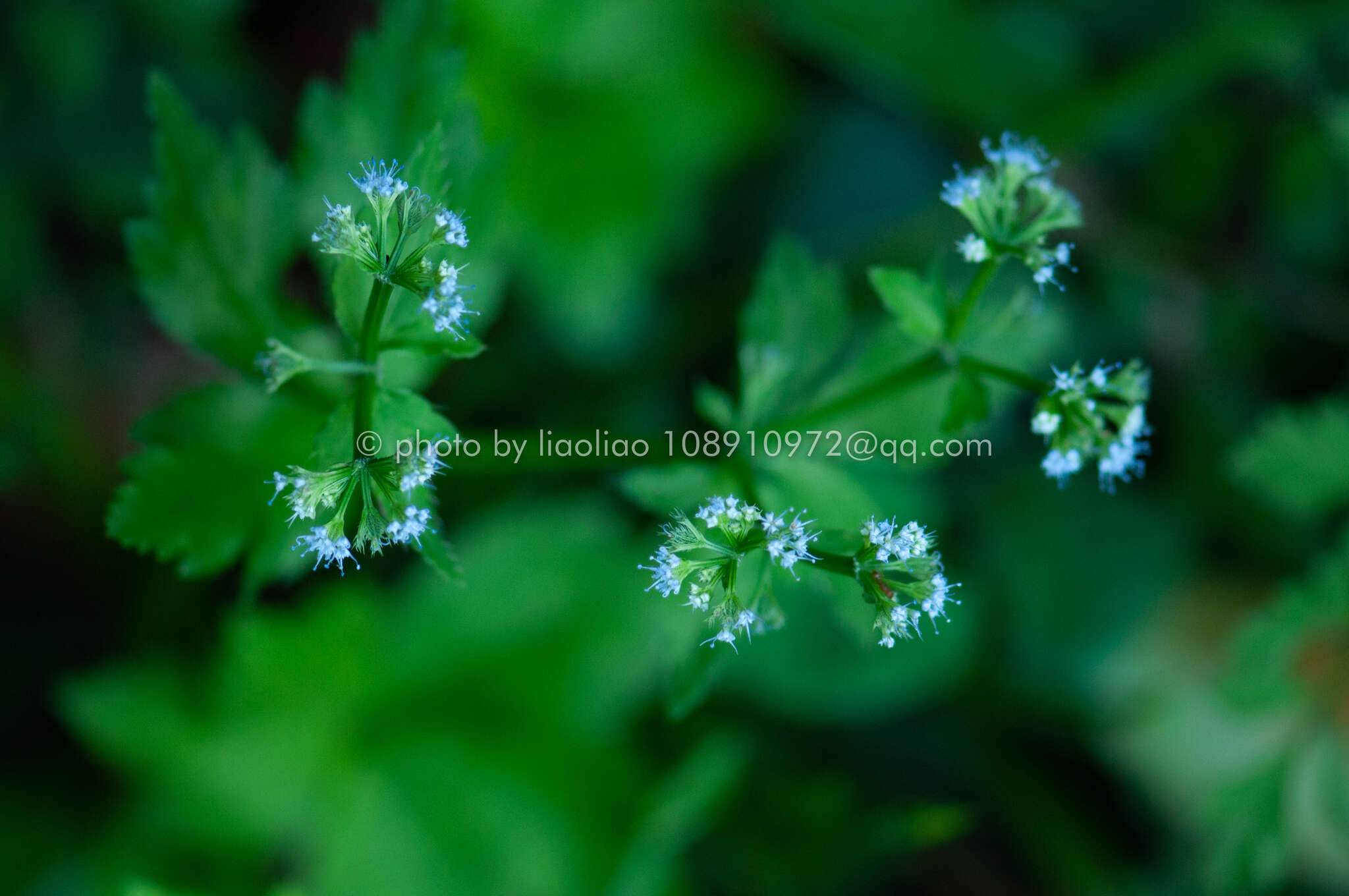 Image of Sanicula orthacantha S. Moore