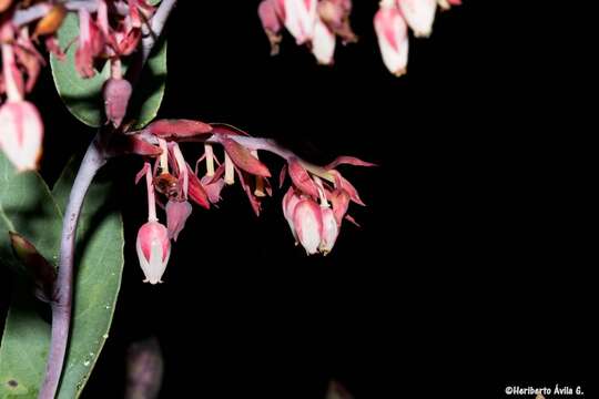 Imagem de <i>Gaultheria <i>glaucifolia</i></i> var. glaucifolia