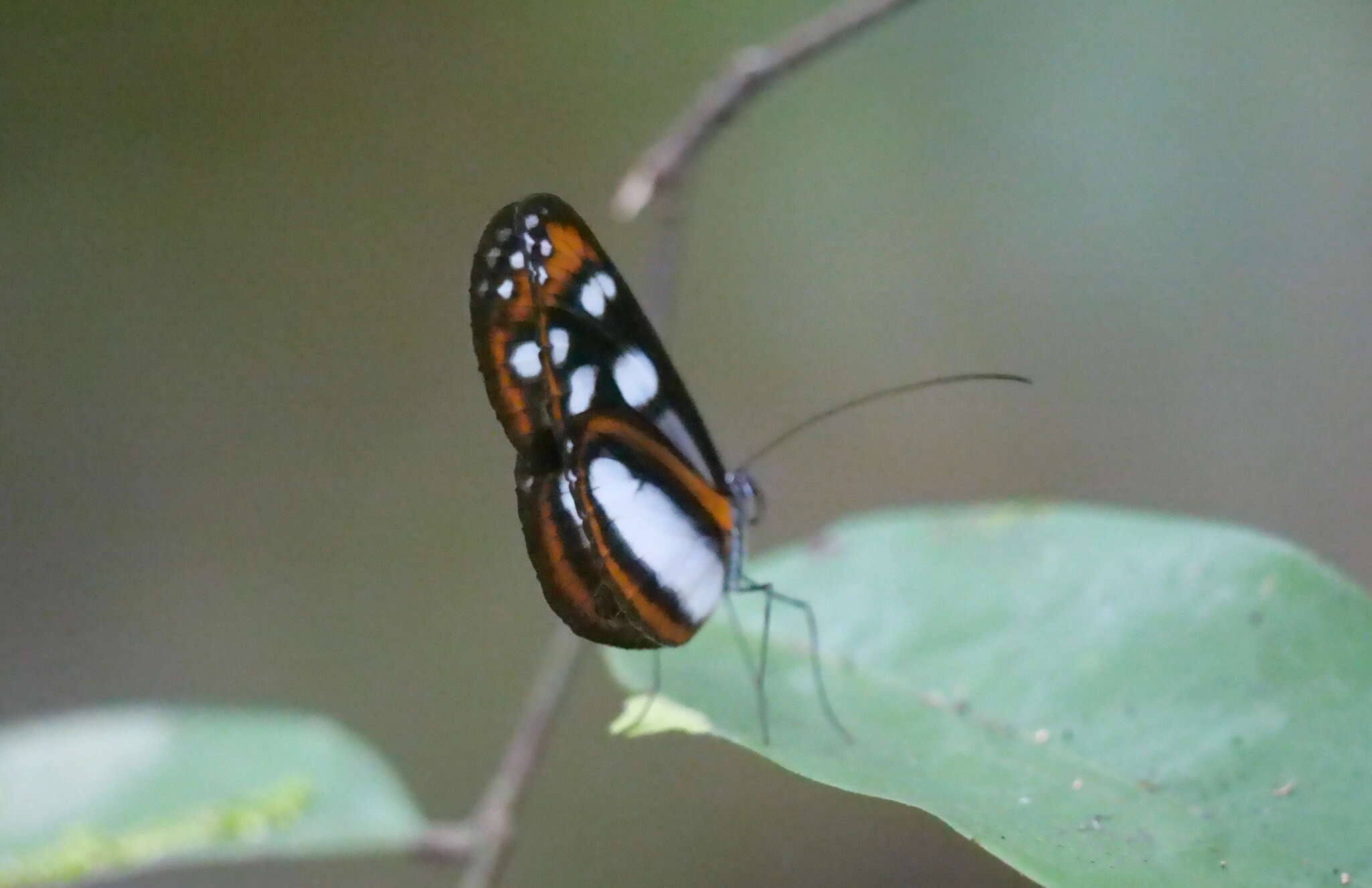 Image of Hyposcada illinissa ida Haensch 1903