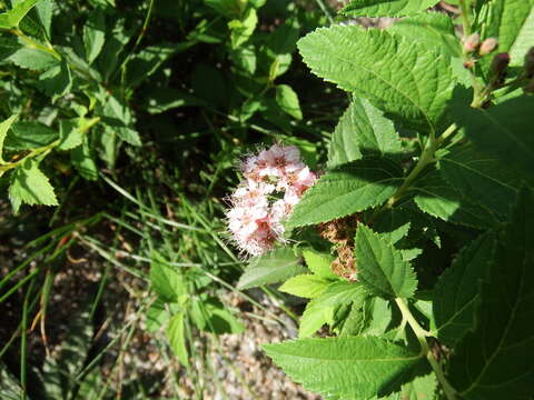 Image of Broad-Leaf Meadowsweet