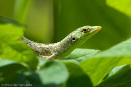 Image of Fiji Green Emo Skink