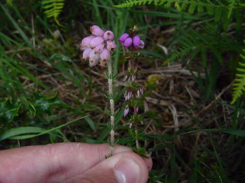 Image of Bog Heather