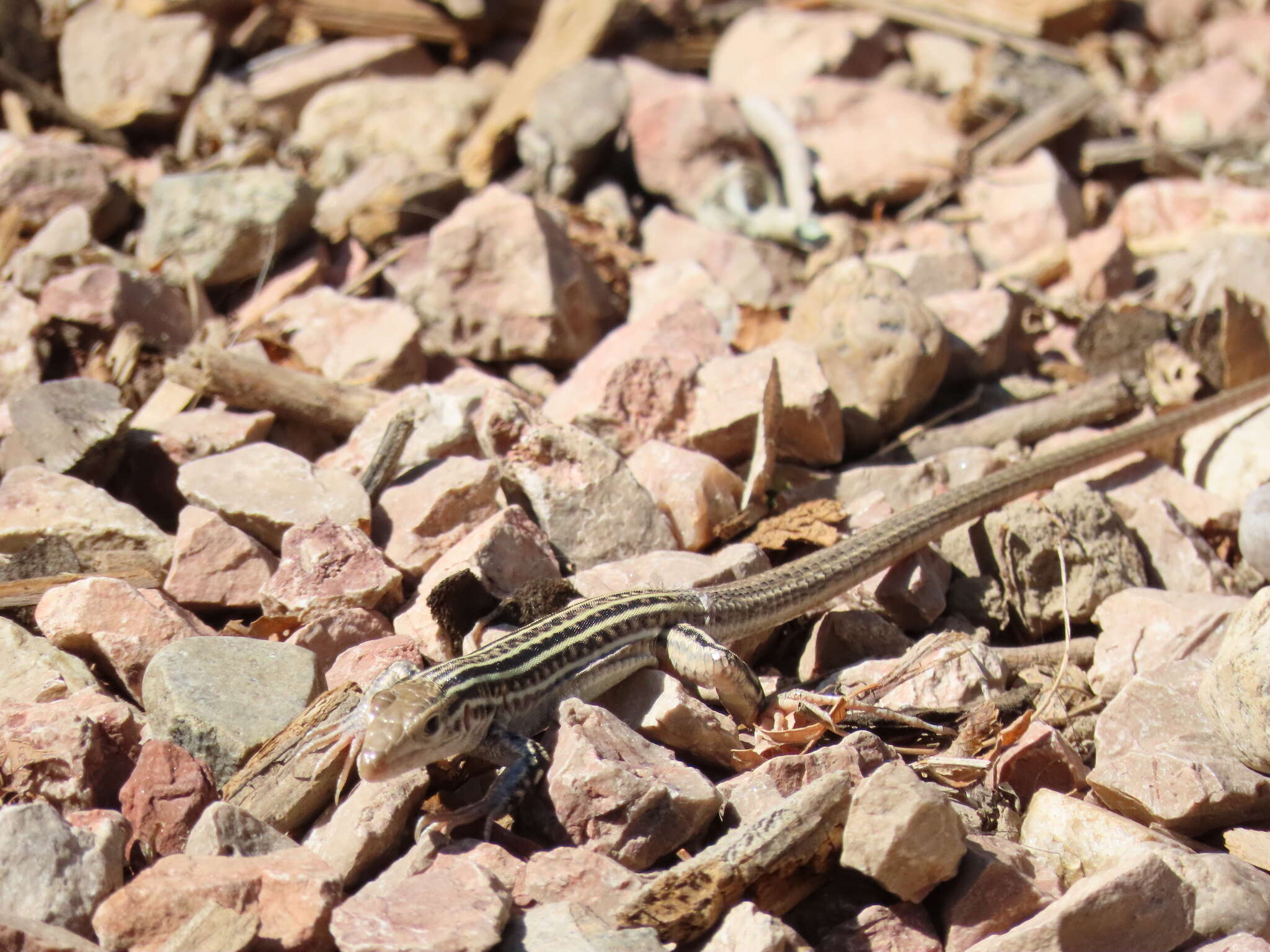 Image of Aspidoscelis neotesselatus (Walker, Cordes & Taylor 1997)