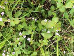 Clinopodium brownei (Sw.) Kuntze resmi