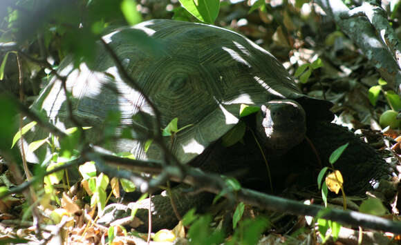 Image of Chelonoidis niger guntheri (Baur 1889)