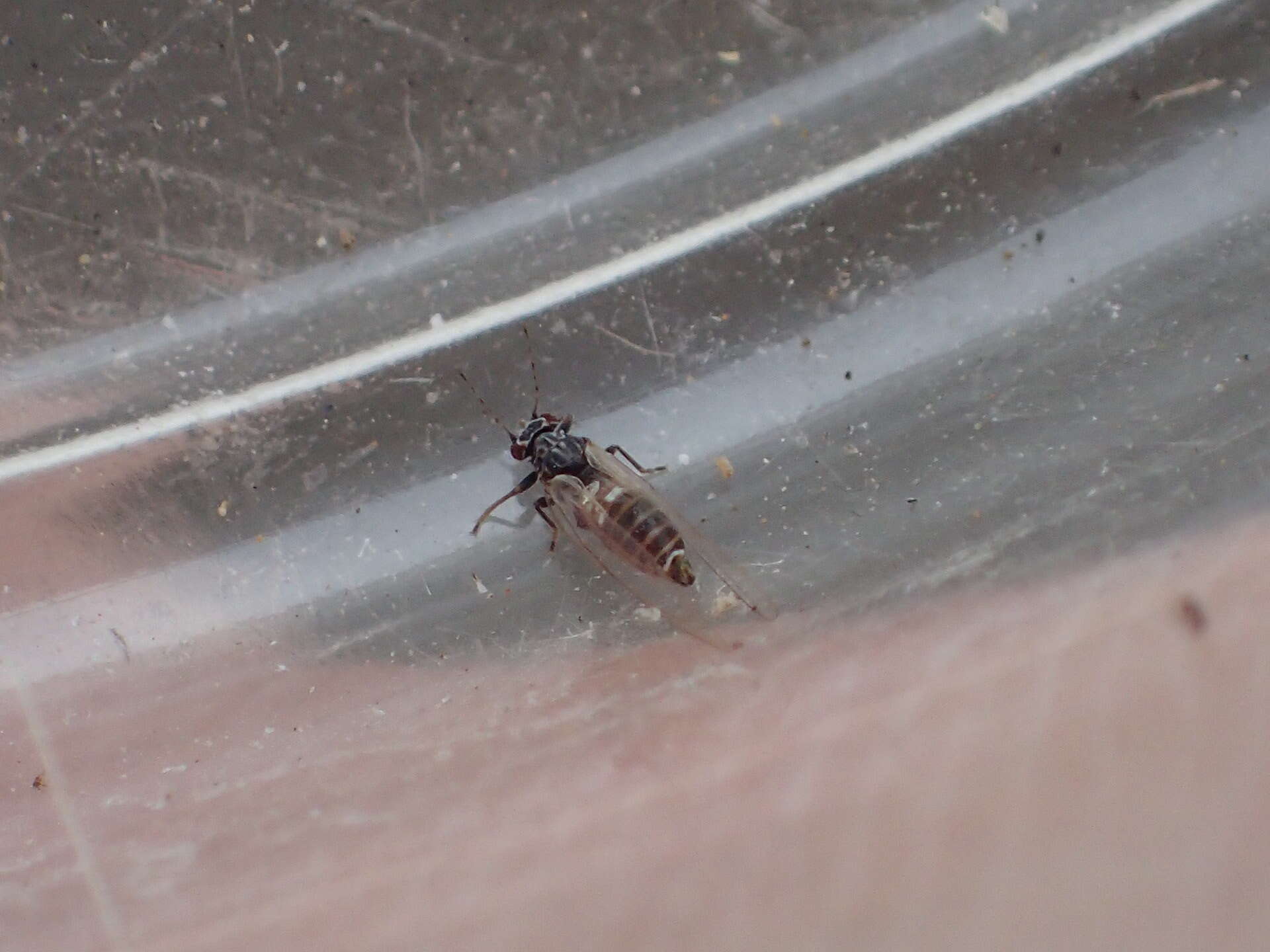 Image of Potato Psyllid