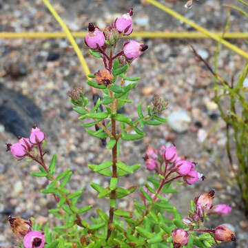 Image of Erica hirta Thunb.