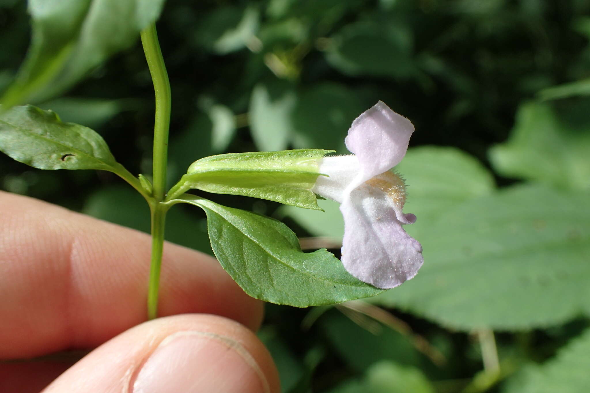 Image of sharpwing monkeyflower