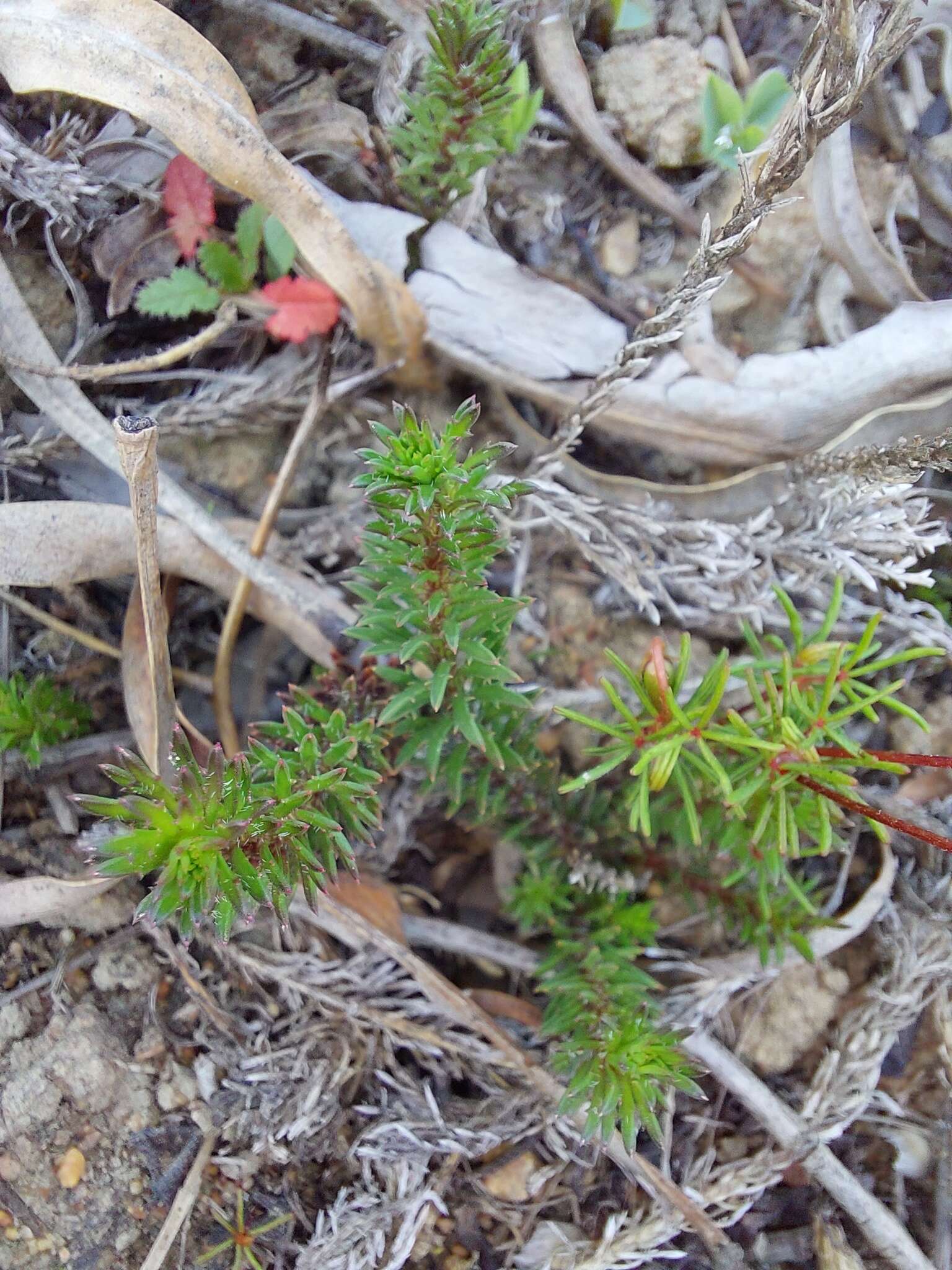 Sivun Oxalis capillacea E. Mey. ex Harv. & Sond. kuva