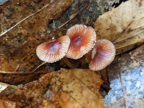 Image of Mycena atkinsoniana A. H. Sm. 1947