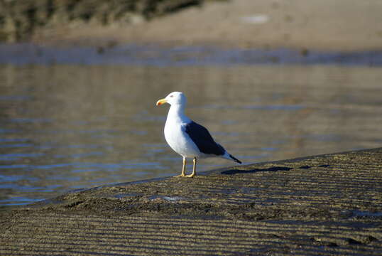 Image of Yellow-footed Gull