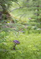 Image of Leccinum melaneum (Smotl.) Pilát & Dermek 1974