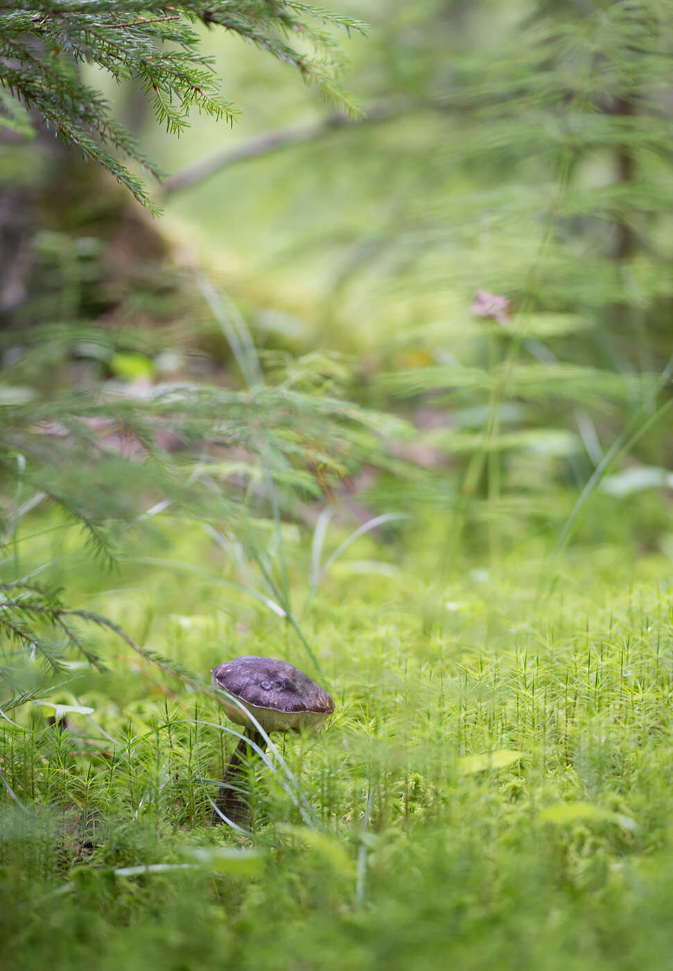 Image of Leccinum melaneum (Smotl.) Pilát & Dermek 1974