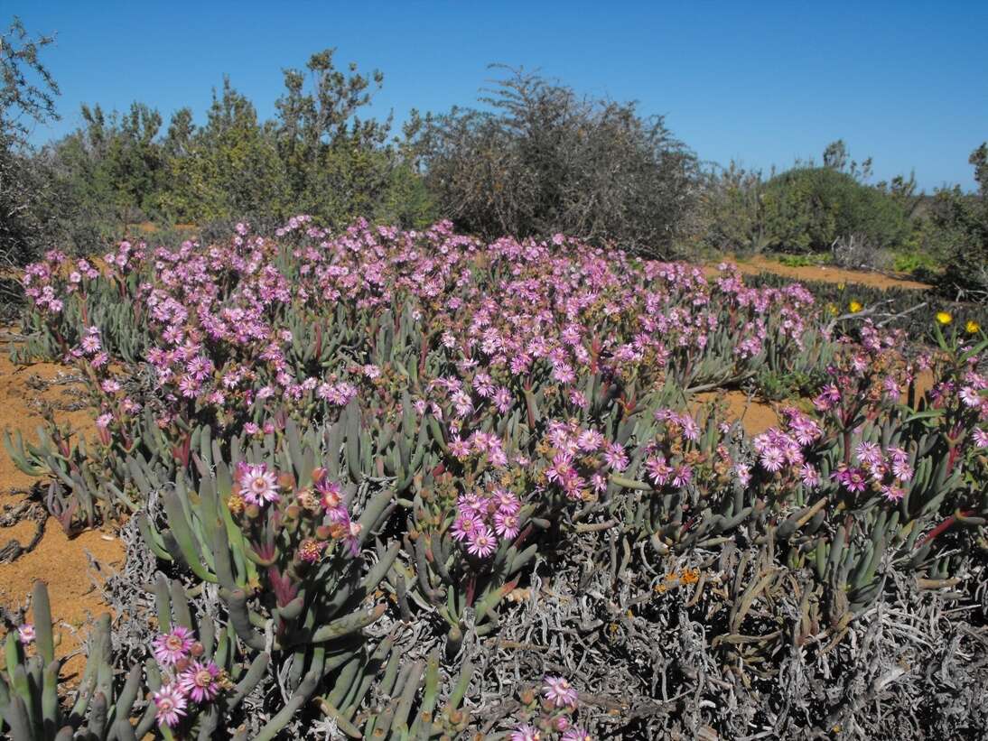 Image of Ruschia versicolor L. Bol.