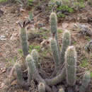 Echinopsis caulescens (F. Ritter) M. Lowry的圖片