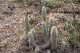 Echinopsis caulescens (F. Ritter) M. Lowry的圖片