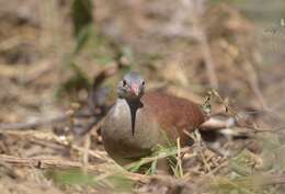 Image of Small-billed Tinamou