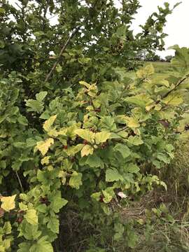 Image de Crataegus maximowiczii C. K. Schneid.