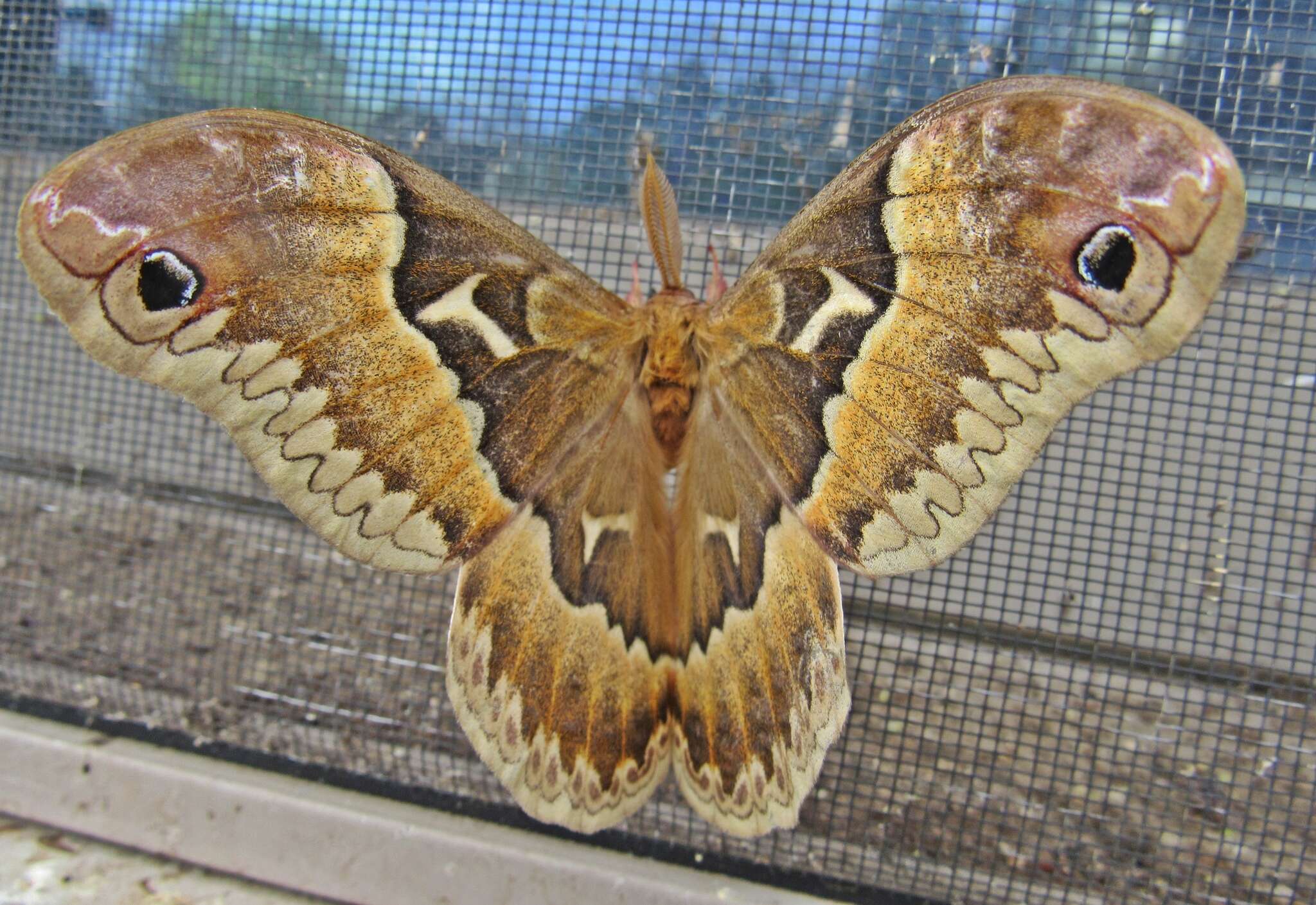 Imagem de Callosamia angulifera (Walker 1855)