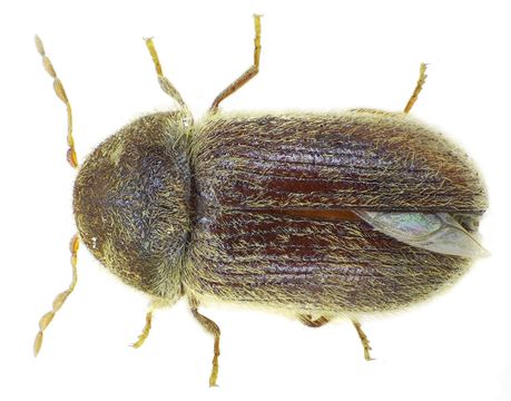 Image of drugstore beetle