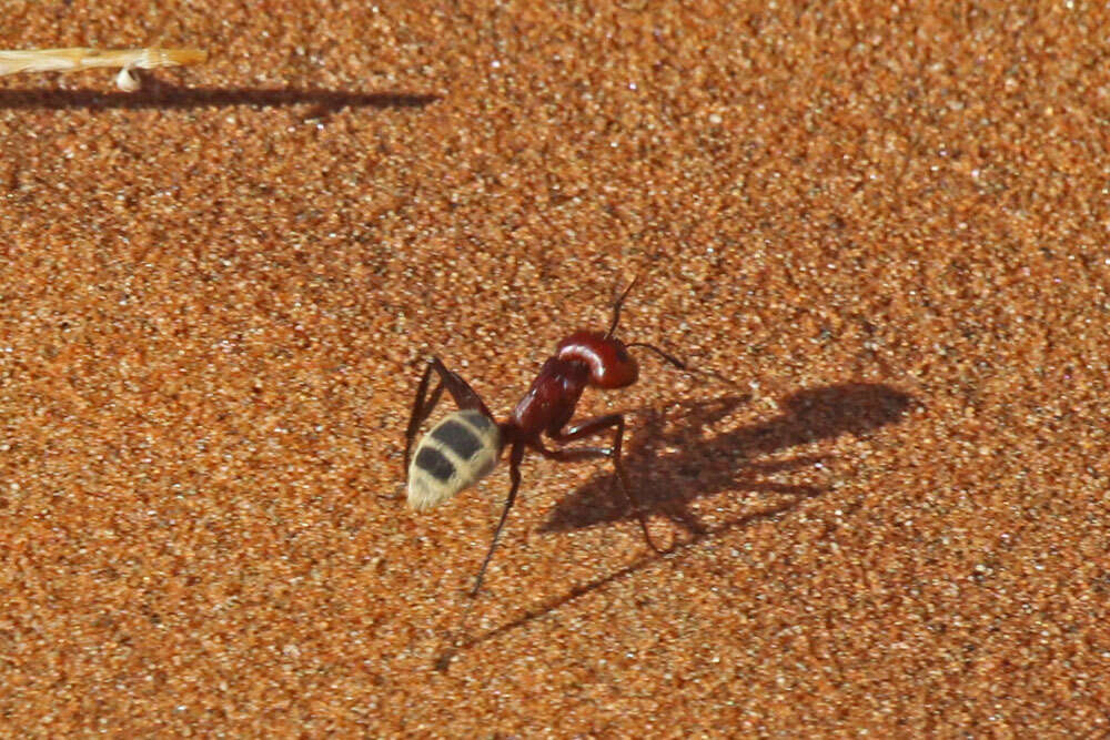 Imagem de Camponotus detritus Emery 1886