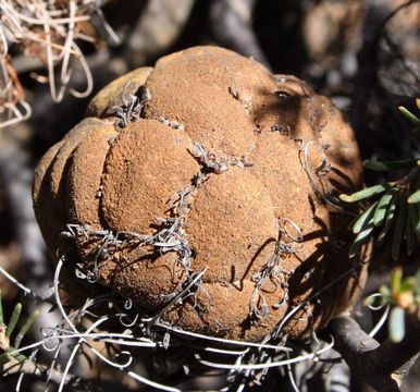 Image of <i>Banksia violacea</i> C. A. Gardner