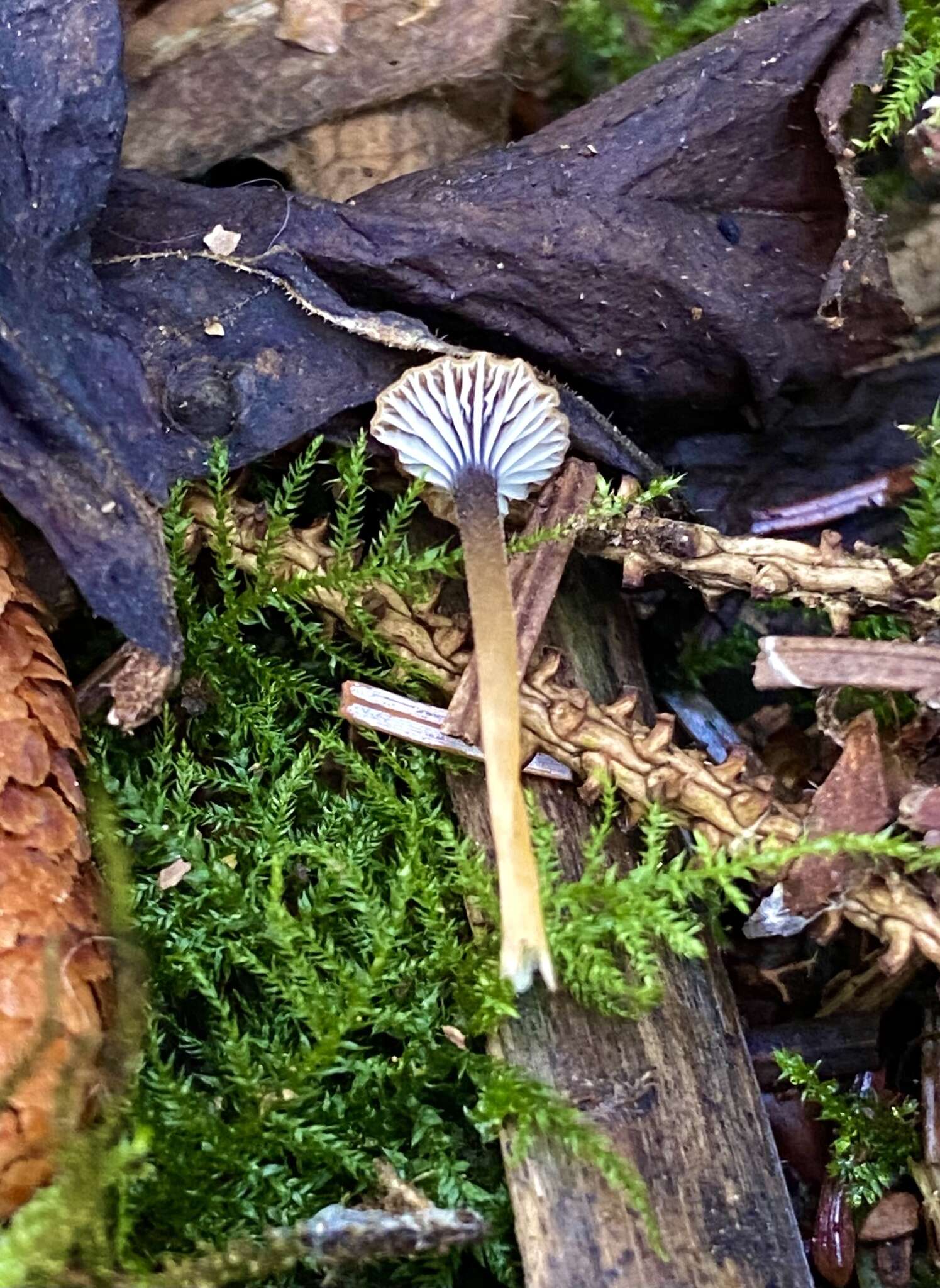 Image of Rickenella swartzii (Fr.) Kuyper 1984