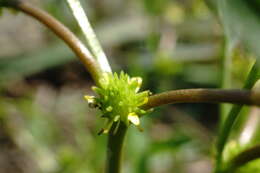 Imagem de Ranunculus lateriflorus DC.